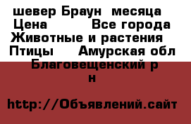 шевер Браун 2месяца › Цена ­ 200 - Все города Животные и растения » Птицы   . Амурская обл.,Благовещенский р-н